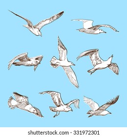 Flying seagulls. Set of 8 original wild life drawings representing different phases of a bird flight. Sketch with a white silhouette on a blue background. EPS10 vector illustration.