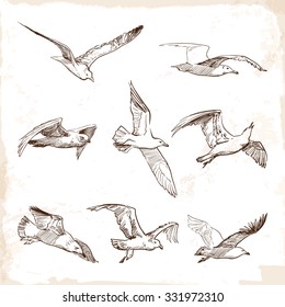 Flying seagulls. Set of 8 original wild life drawings representing different phases of a bird flight. EPS10 vector illustration.