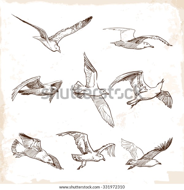 Flying seagulls. Set of 8 original wild\
life drawings representing different phases of a bird flight. EPS10\
vector illustration.
