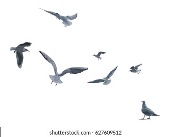 Watercolor Seagull Images, Stock Photos & Vectors | Shutterstock