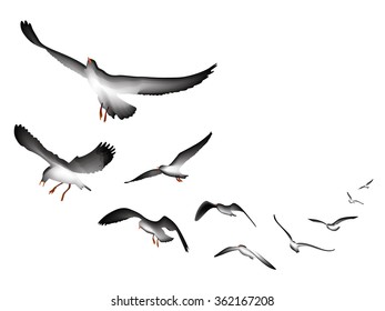 flying seagulls vector Illustration isolated on white background