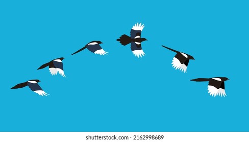 flying sequence of magpie, multiple exposure, vector illustration