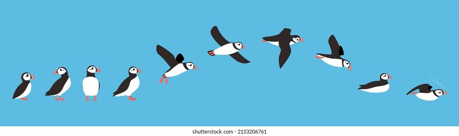 flying sequence of puffin, multiple exposure, vector