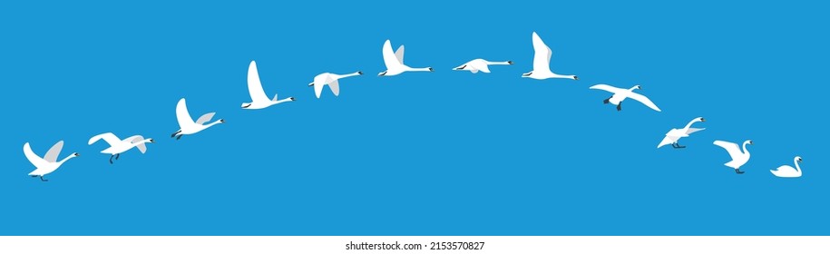 flying sequence of swan, multiple exposure, vector