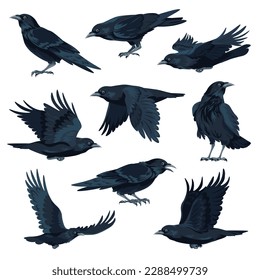 flying and sitting black avian animal, isolated crow or raven with black plumage and broad wings. Isolated animalistic world and wildlife, wilderness and fauna habitat. Vector in flat style