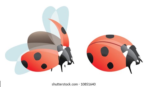 Flying and sitting ladybugs isolated