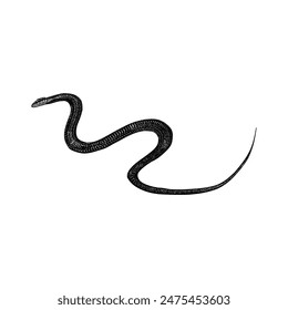 Flying Snake hand drawing vector isolated on white background.