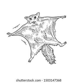 Flying squirrel animal sketch engraving vector illustration. Tee shirt apparel print design. Scratch board style imitation. Black and white hand drawn image.
