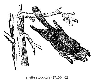 Flying squirrel or Pteromyini or Petauristini, vintage engraved illustration. Natural History of Animals, 1880.
