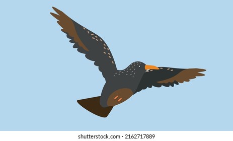 Flying starling spread its wings