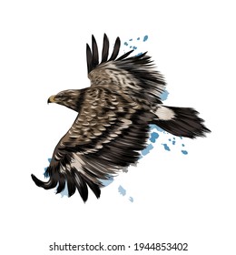 Flying steppe eagle from a splash of watercolor, colored drawing, realistic. Vector illustration of paints
