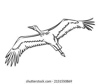 Flying stork, Ciconia bird. Line art, vector illustration on white background