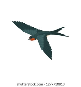 Flying swallow bird with colored plumage vector Illustration on a white background