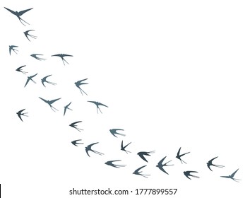 Flying swallow birds silhouettes vector illustration. Migratory martlets bevy isolated on white. Wingy flying swallows line art. Rain birds in sky graphic design. Fauna background.