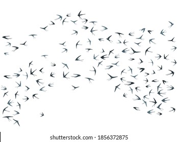 Siluetas de aves tragaperras voladoras ilustran vectores. Los mercados migratorios se balancean aislados en blanco. Fantasmas de vuelo se traga arte de línea. Pájaros pequeños en diseño gráfico del cielo. Fondo de fauna.