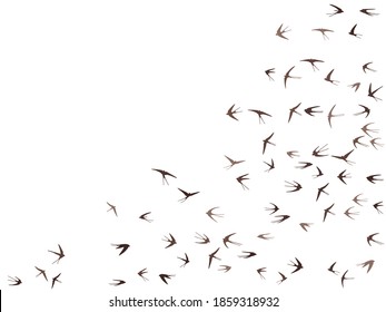 Flying swallow birds silhouettes vector illustration. Migratory martlets school isolated on white. Winged flying swallows line art. Abstract birds in sky graphic design. Fauna background.