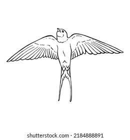 Flying swallow. Hand drawn illustration converted to vector.