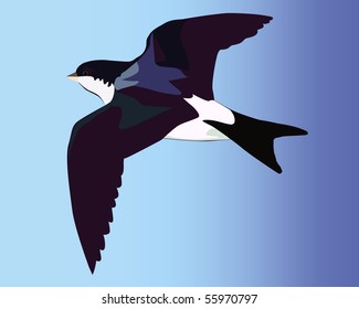 Flying swallow on a blue background