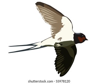 Flying swallow on a white background