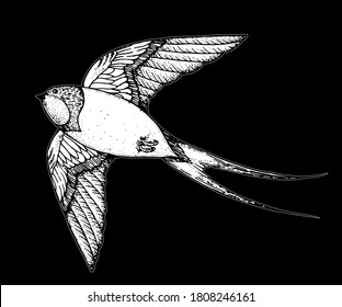 Flying swallow sketch. Hand drawn vector. T-shirt design.