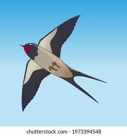 Flying swallow in the sky, bottom view.