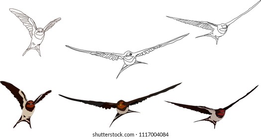 Flying swallow. Vector image. White background.