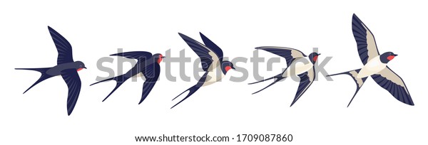 Flying swallows. Bird in\
flight isolated on a white background. Vector illustration in a\
flat style.