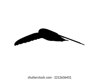 Flying of the Swallows, Martins, and Saw wings, or Hirundinidae Bird Silhouette for Logo, Pictogram, Website, Art Illustration or Graphic Design Element. Vector Illustration