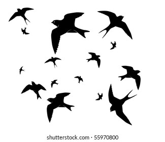 Flying swallows on a white background