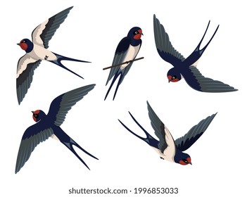 Flying swallows set. Perched bird and flying birds isolated on a white background. Flat vector illustration