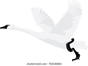 Flying Swan