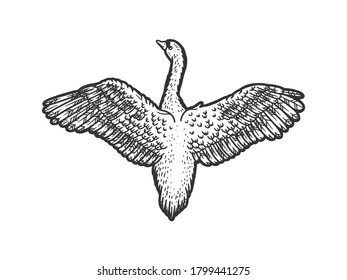 Flying swan bird sketch engraving vector illustration. T-shirt apparel print design. Scratch board imitation. Black and white hand drawn image.