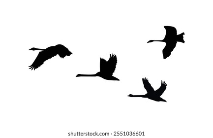 Flying Swan Silhouette Design  And Vector Illustration. 