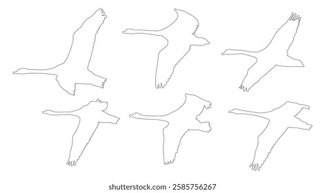 Flying swans birds contour. Vector illustration