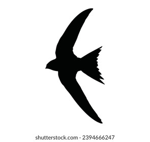 Flying Swift Silhouette on White Background.