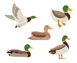 Fliegen Und Schwimmen Von Enten. Vektorflache Illustrationen, Teichvogel Einzeln Auf Weiß. Cartoon-Clip-Set