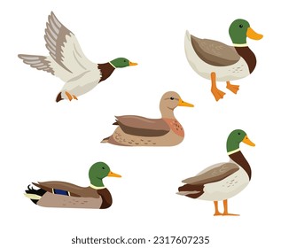 Flying and swimming ducks. Vector flat illustrations pond bird isolated on white. Cartoon clipart set