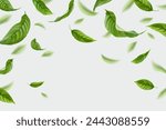 Flying tea leafs. Realistic green leaves floating motion on air wind, falling fresh forest leaf closeup, herbal nature agriculture healthy food exact vector illustration of flying fresh and motion