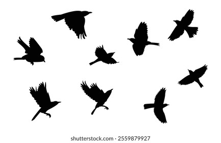 Flying Thrush Bird Silhouette Design  And Vector Illustration. 