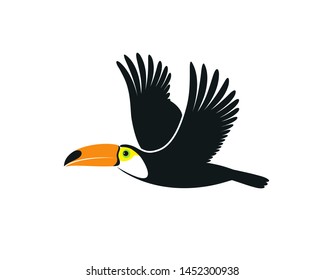 Flying toucan. Isolated toucan on white background