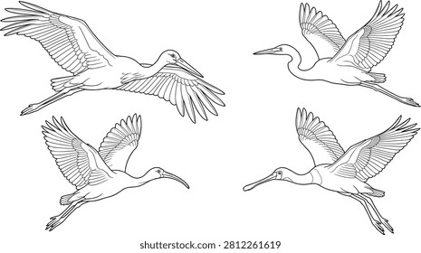 Flying wading birds collection, graceful waterbird line art, elegant avian illustrations, vector outline bundle for wildlife