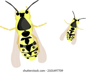 Flying wasp, illustration, vector on a white background.