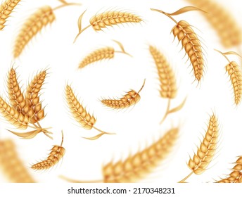 Flying wheat ears on transparent background. Blurred yellow oat barley cereal , Grain harvest, agriculture vector illustration.