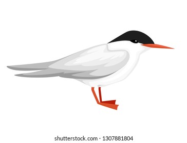 Flying white bird. Arctic Tern. Sterna hirundo. Arctic animal, cartoon flat design. Vector illustration isolated on white background.