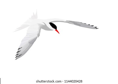 Flying white bird. Common Tern. Sterna hirundo. Vector image.