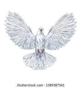 Flying white dove, front view, full color sketch, hand drawn vector illustration