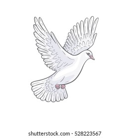 Flying white dove isolated on white background. Hand drawn contoured pigeon.