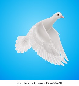 Flying white dove on blue sky background. Symbol of peace