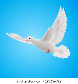 Flying white dove on blue background. Symbol of peace