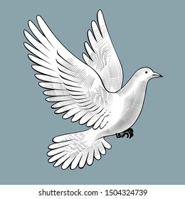 Flying white dove. Vintage engraving stylized drawing. Vector illustration